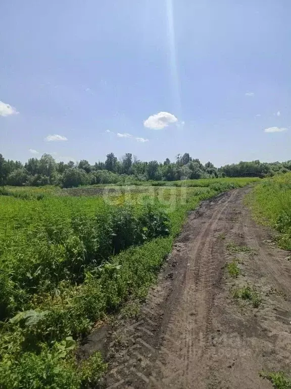 Участок в Новосибирская область, Колыванский район, д. Большой Оеш  ... - Фото 1