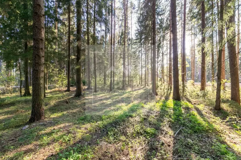 Участок в Санкт-Петербург, Санкт-Петербург, Зеленогорск ул. 1-я ... - Фото 0