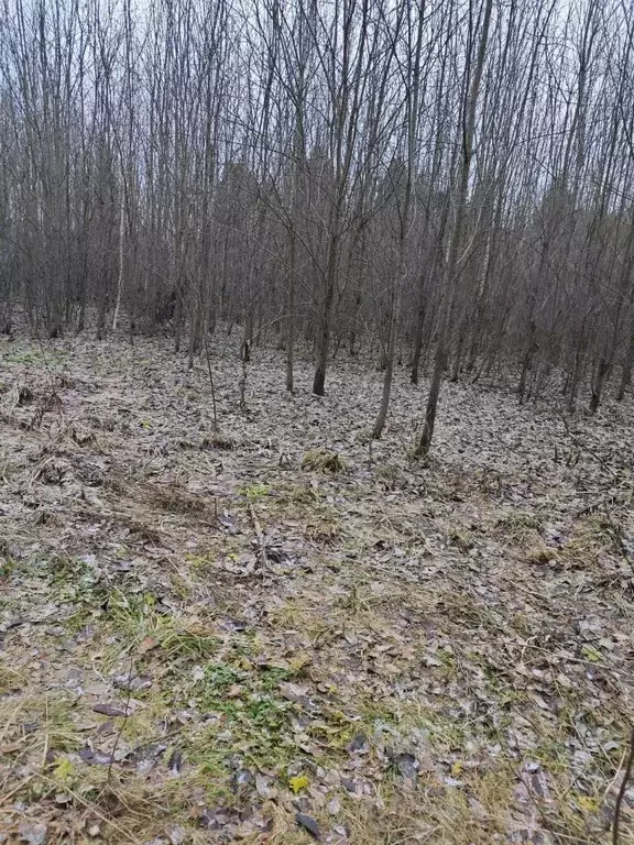 Участок в Удмуртия, Глазовский район, д. Адам ул. Имени Л.П. Уракова, ... - Фото 1