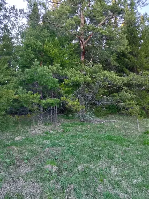 Участок в Пермский край, Ильинский муниципальный округ  (9.0 сот.) - Фото 1