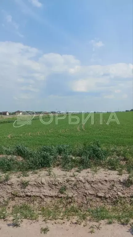 Участок в Тюменская область, Тюменский район, с. Борки ул. ... - Фото 0