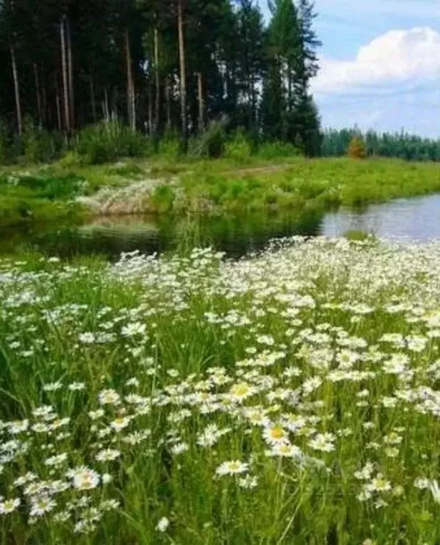 Участок в Московская область, Дмитровский муниципальный округ, д. ... - Фото 1