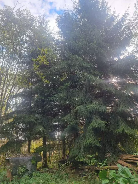 Участок в Ленинградская область, Лодейнопольский район, Янегское ... - Фото 2