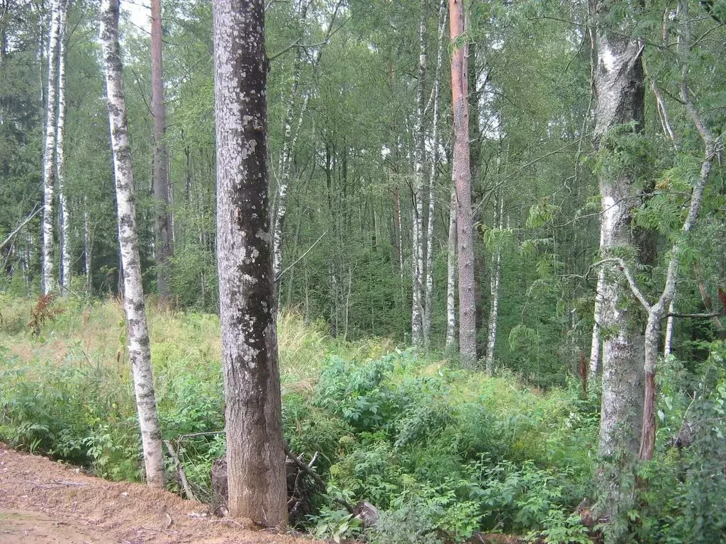 Участок в Ленинградская область, Всеволожский район, Куйвозовское ... - Фото 1