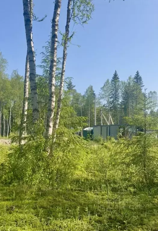 Участок в Ленинградская область, Всеволожский район, Токсовское ... - Фото 2