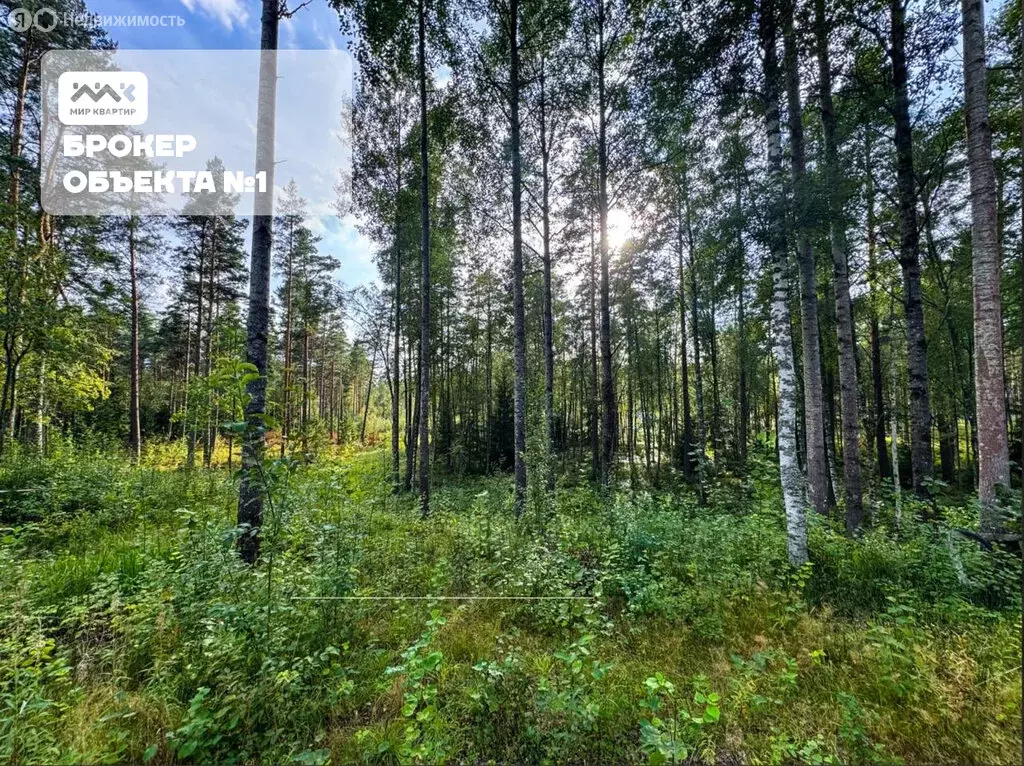 Участок в Приозерский район, Раздольевское сельское поселение, деревня ... - Фото 2