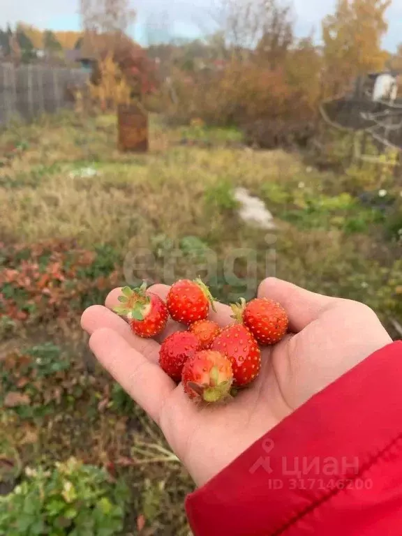 Участок в Омская область, Омск Радист СНТ, 164 (3.93 сот.) - Фото 0