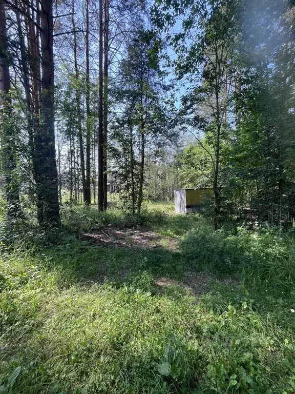 Участок в Ленинградская область, Всеволожский район, Куйвозовское ... - Фото 0