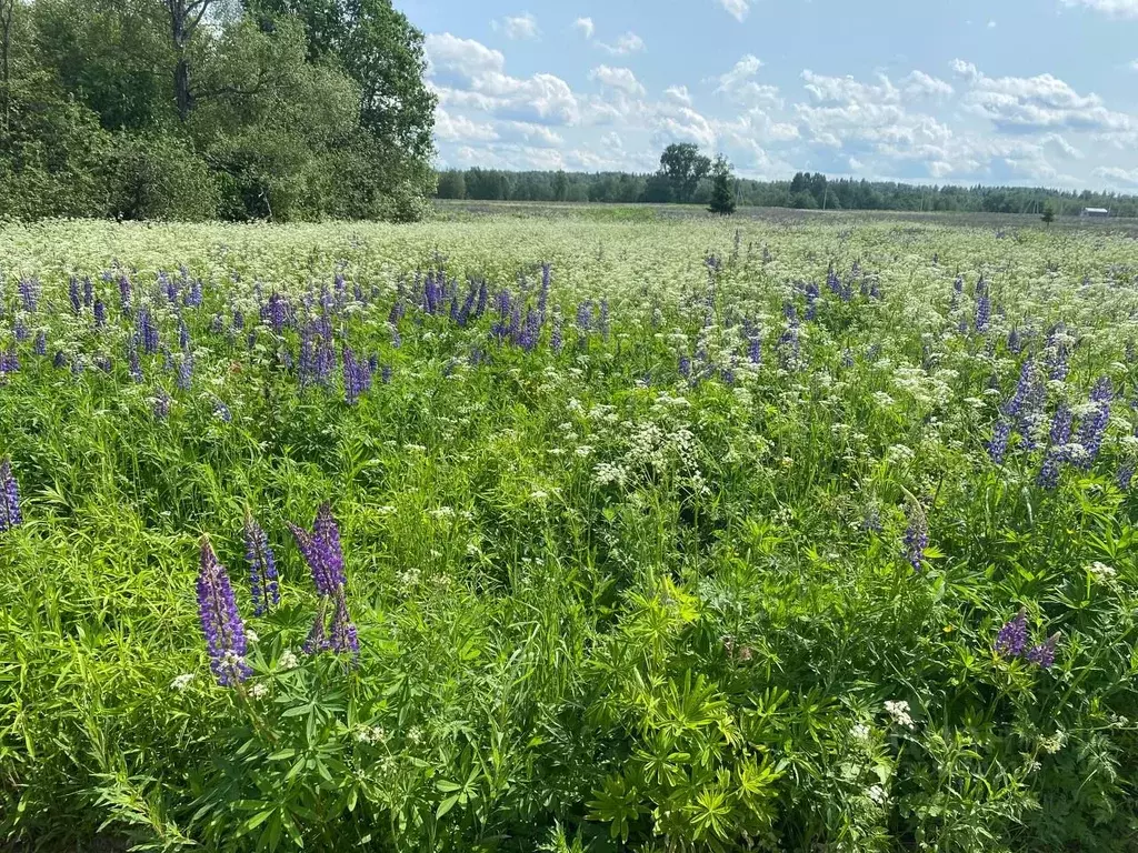 Участок в Московская область, Клин городской округ, д. Вертково 63 ... - Фото 2