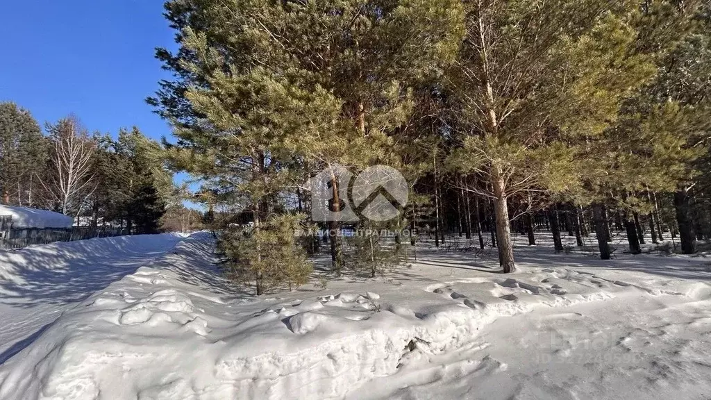 Участок в Новосибирская область, Мошковский район, Сосновское СНТ  ... - Фото 1