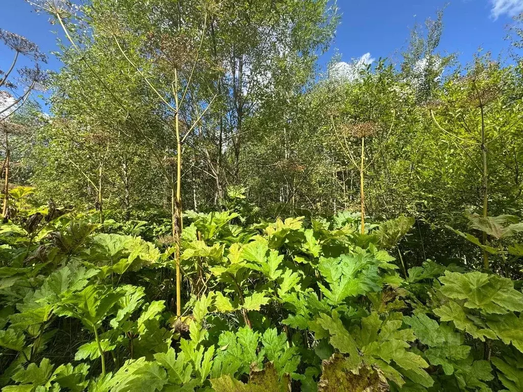 Участок в Московская область, Волоколамский муниципальный округ, с. ... - Фото 1