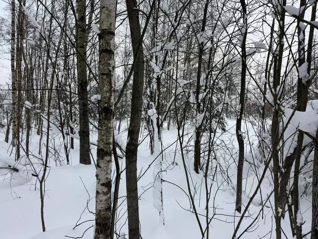Участок в Московская область, Богородский городской округ, д. Пашуково ... - Фото 2