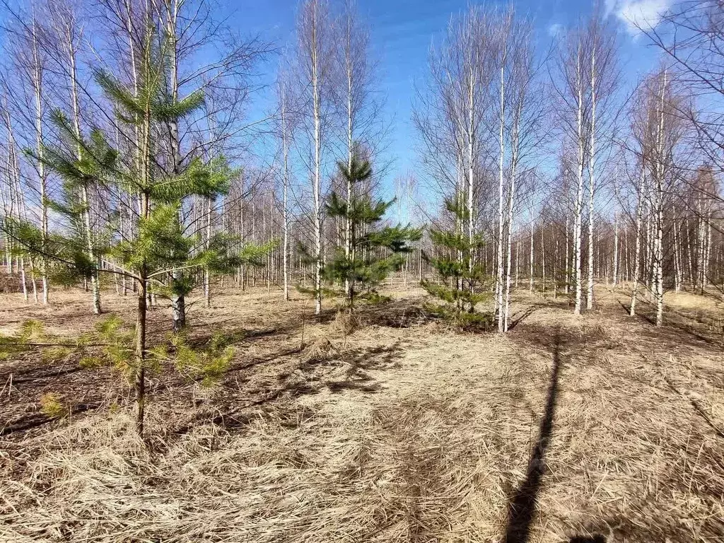 Участок в Марий Эл, Йошкар-Ола городской округ, д. Шоя-Кузнецово  ... - Фото 2