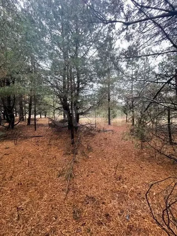 Участок в Воронежская область, Рамонский район, Айдаровское с/пос, с. ... - Фото 1