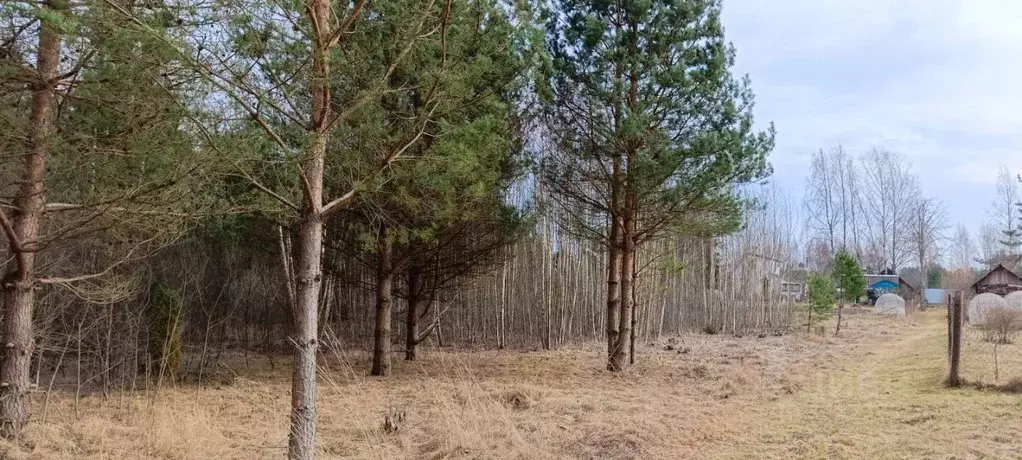 Участок в Псковская область, Печорский муниципальный округ, д. Зимний ... - Фото 1