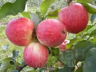 Участок в Пензенская область, Пензенский район, Саловский сельсовет, ... - Фото 1