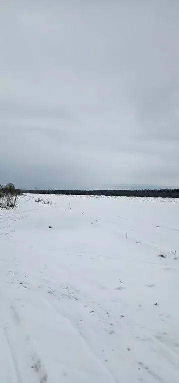 Участок в Ленинградская область, Волосовский район, Рабитицкое с/пос, ... - Фото 0