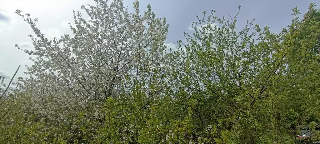 Участок в Орловский муниципальный округ, СНТ Оазис (6.6 м) - Фото 0