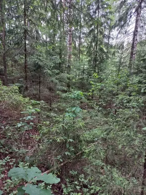 Участок в Ленинградская область, Всеволожский район, Агалатовское ... - Фото 1