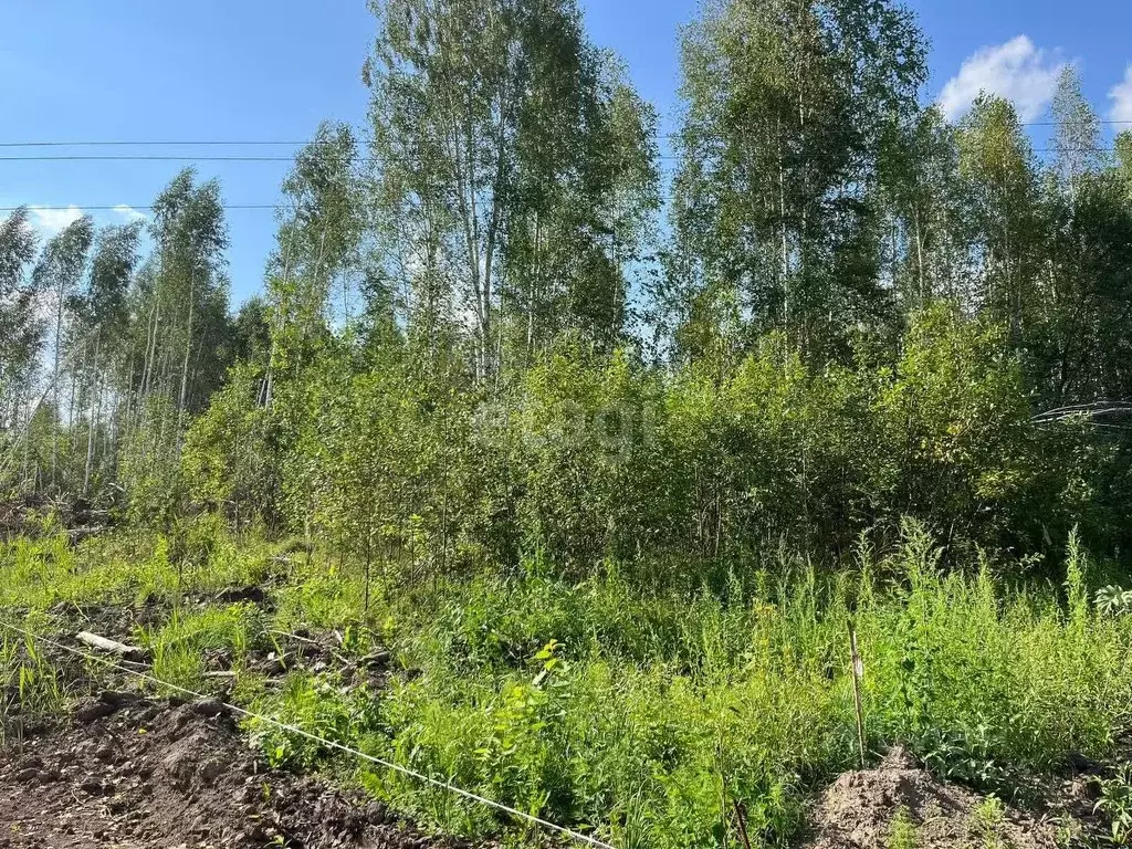 Участок в Новосибирская область, Новосибирский район, Станционный ... - Фото 1