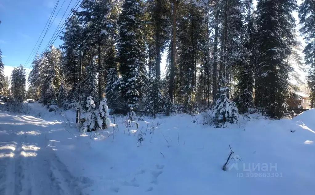 Участок в Алтай, Турочакский район, с. Артыбаш ул. Энергетиков (11.0 ... - Фото 1