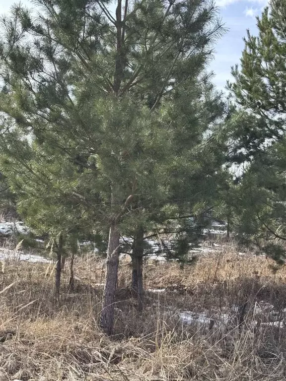 Участок в Калужская область, Калуга городской округ, с. Горенское  ... - Фото 2