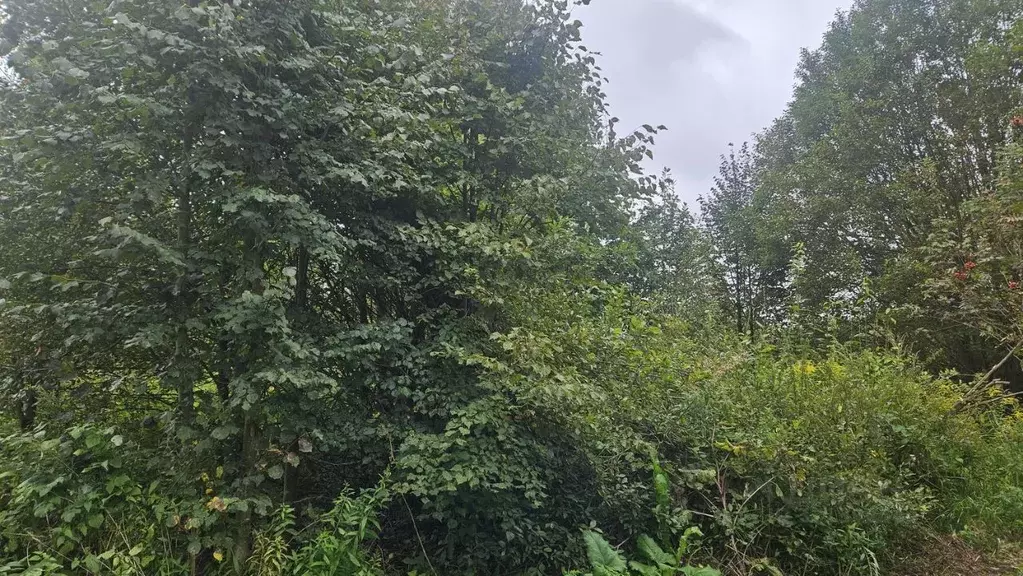 Участок в Калужская область, Мещовск городское поселение, д. ... - Фото 2