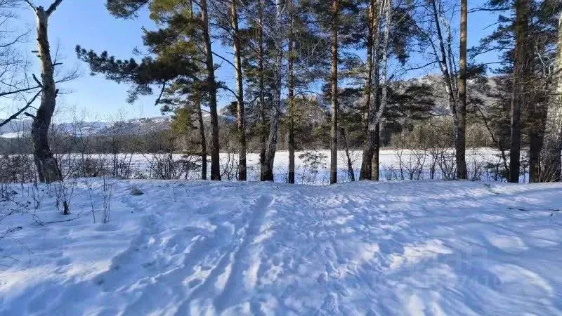 Участок в Алтай, Майминский район, Соузгинское с/пос, пос. Черемшанка ... - Фото 2