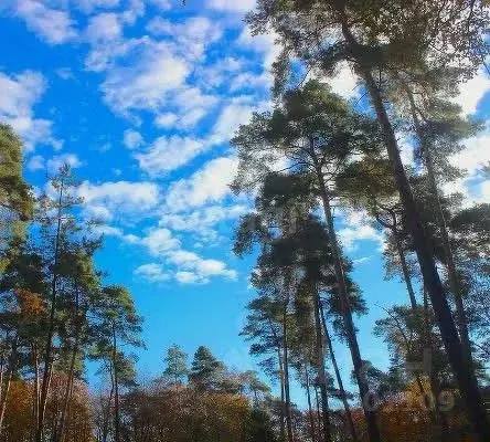 Участок в Свердловская область, Белоярский муниципальный округ, пос. ... - Фото 2