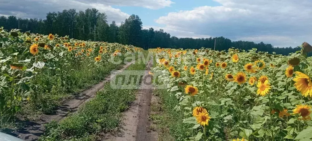 Участок в Воронежская область, с. Новая Усмань  (900.0 сот.) - Фото 2