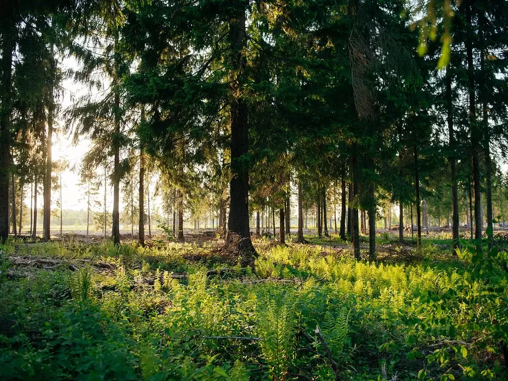 Участок в Московская область, Клин городской округ, д. Поджигородово  ... - Фото 2