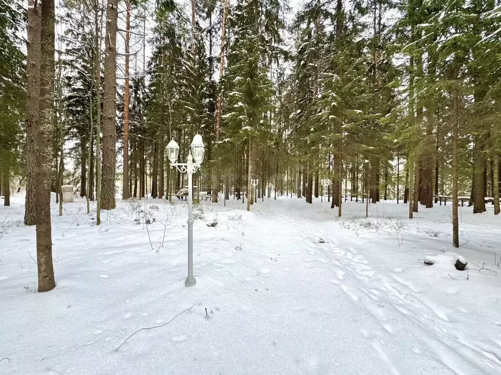 Участок в Санкт-Петербург пос. Репино, Ленгипроречтранс СНТ, ул. ... - Фото 1