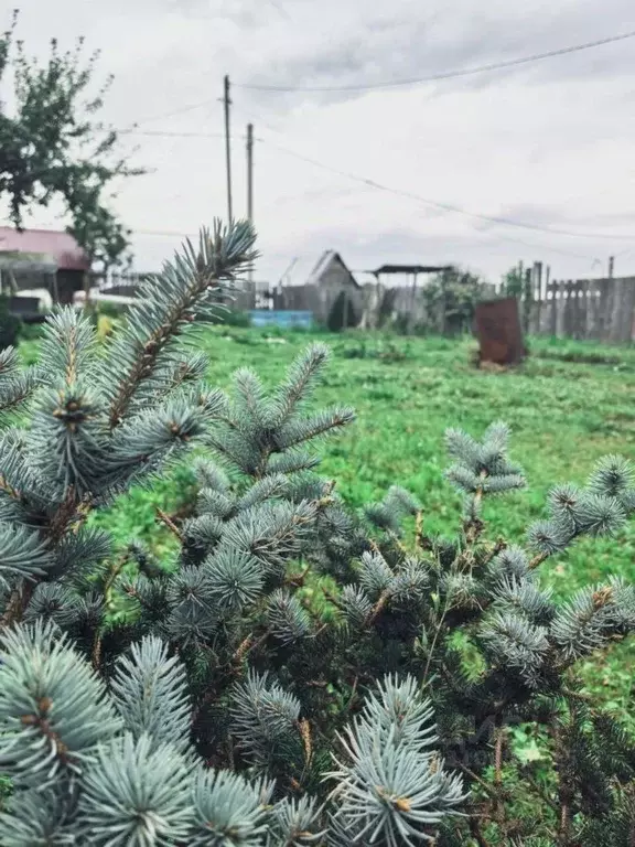 Дом в Кемеровская область, Кемерово Мичуринец СНТ, 400 (70 м) - Фото 1