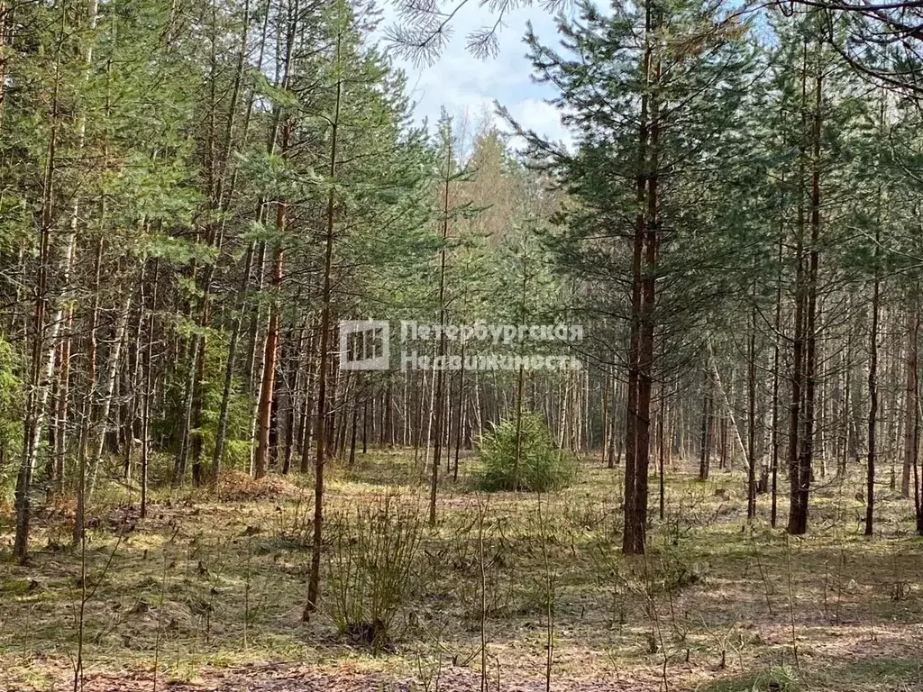 Участок в Ленинградская область, Выборгский район, Приморское ... - Фото 0