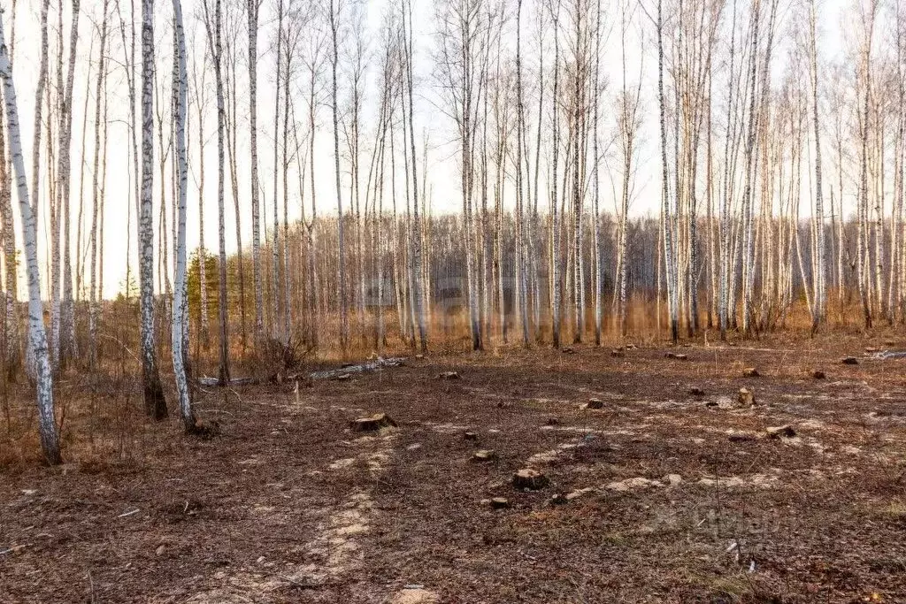 Участок в Тюменский район, садовое товарищество Искатель, Линейная ... - Фото 0