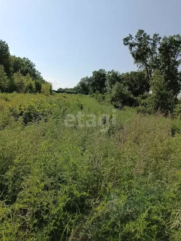 Участок в Амурская область, Благовещенск городской округ, пос. ... - Фото 1