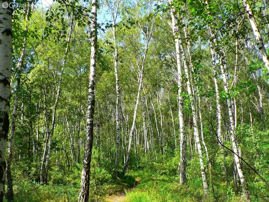 Участок в Новосибирский район, Берёзовский сельсовет, станция ... - Фото 1