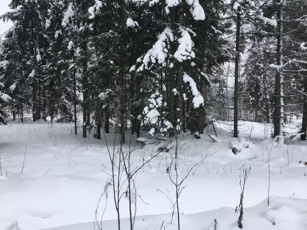 Участок в Московская область, Пушкинский городской округ, д. Могильцы ... - Фото 1