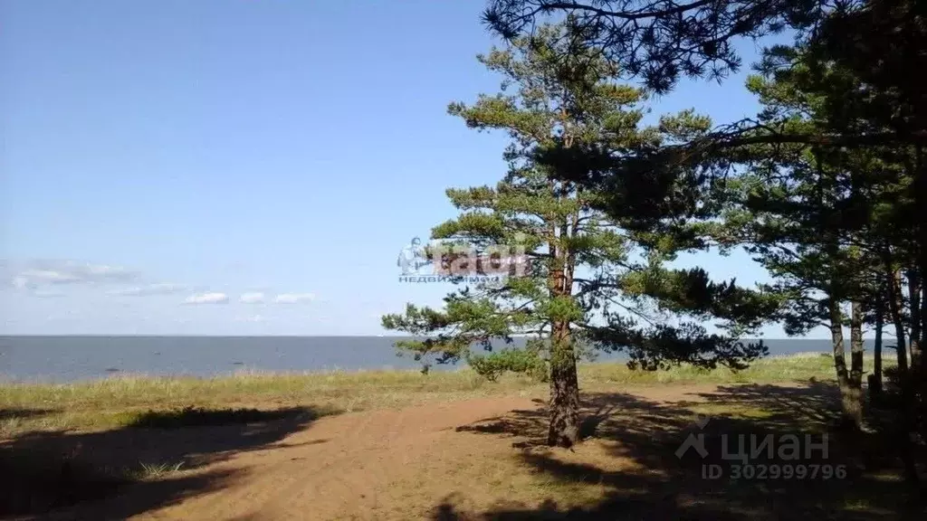 Участок в Ленинградская область, Ломоносовский район, Лебяженское ... - Фото 1