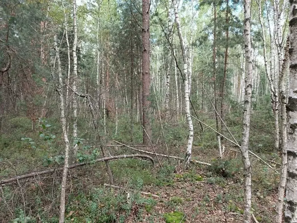 Участок в Московская область, Шатура муниципальный округ, пос. ... - Фото 1