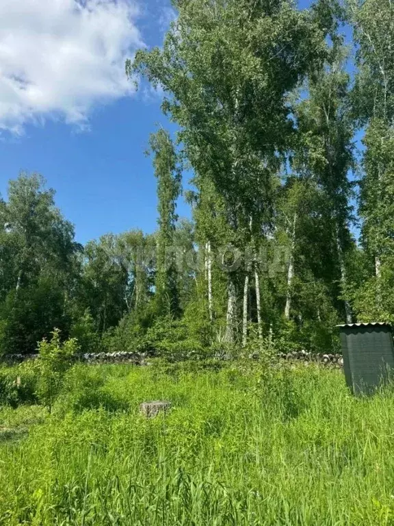 Участок в Новосибирская область, Новосибирский район, Барышевский ... - Фото 1