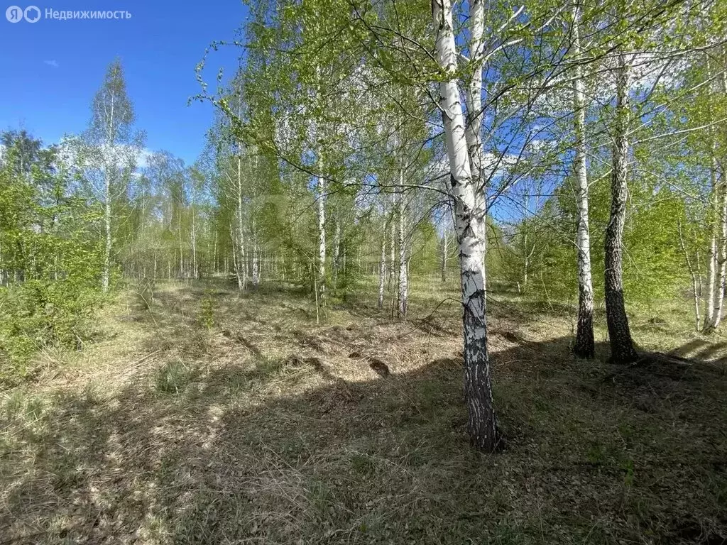 Участок в Тюменский муниципальный округ, СНТ Одуванчик (9.7 м) - Фото 2