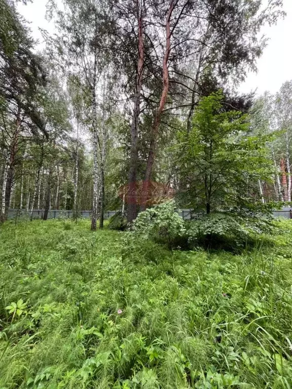 Участок в Тюменская область, Тюменский район, д. Криводанова  (15.0 ... - Фото 1