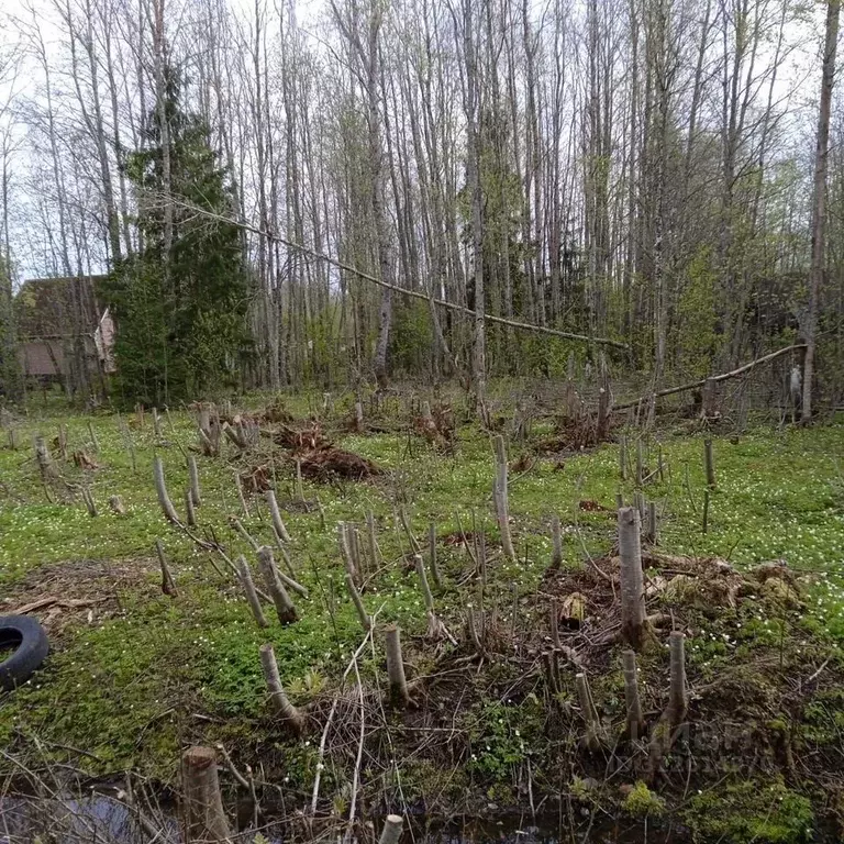 Участок в Ленинградская область, Волховский район, Кисельнинское ... - Фото 0