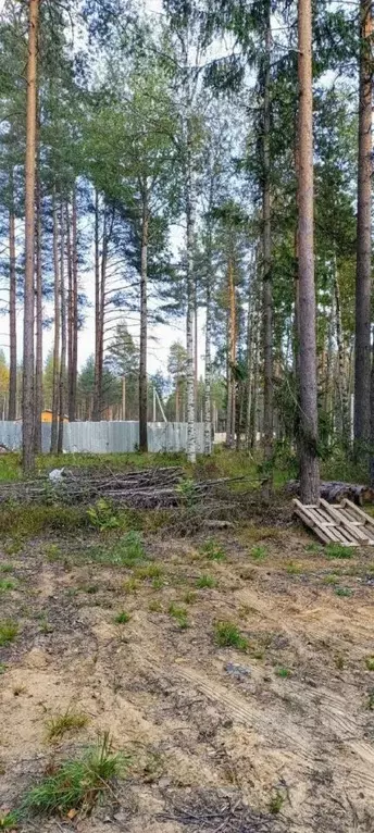 Участок в Ленинградская область, Всеволожское городское поселение, ... - Фото 1