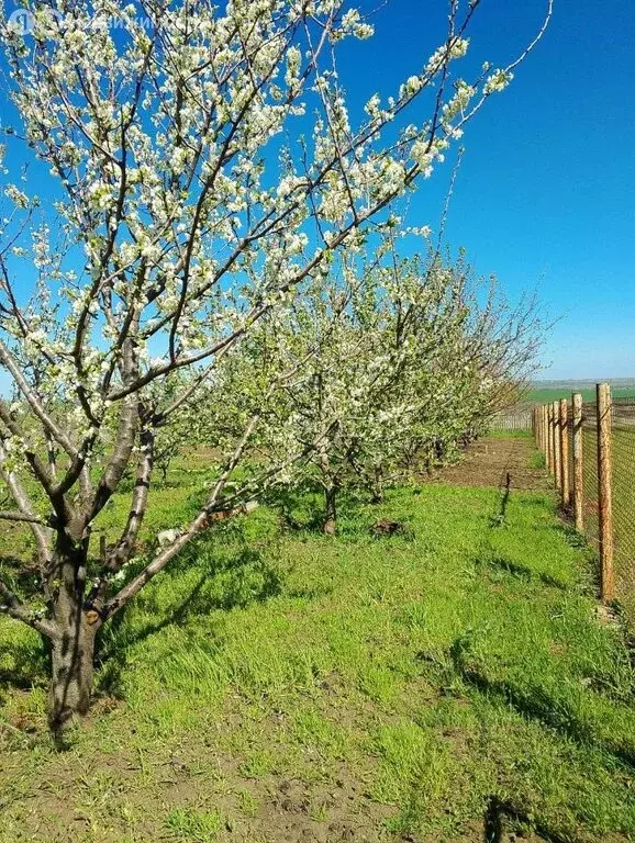Участок в Мишкинская, улица Платова, 54 (10 м) - Фото 1