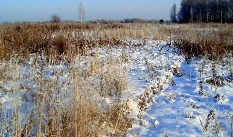 Участок в Алтай, Майминский район, Соузгинское с/пос, пос. Черемшанка ... - Фото 0
