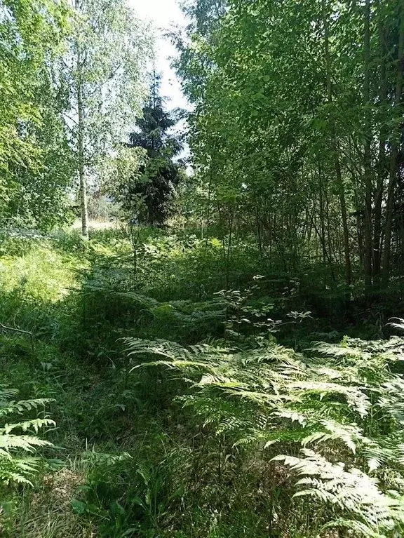 Участок в Ленинградская область, Лужский район, Володарское с/пос, ... - Фото 0