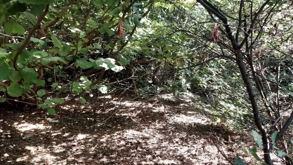 Участок в Крым, Ялта ул. Дмитрия Ульянова, 67 (10.0 сот.) - Фото 2