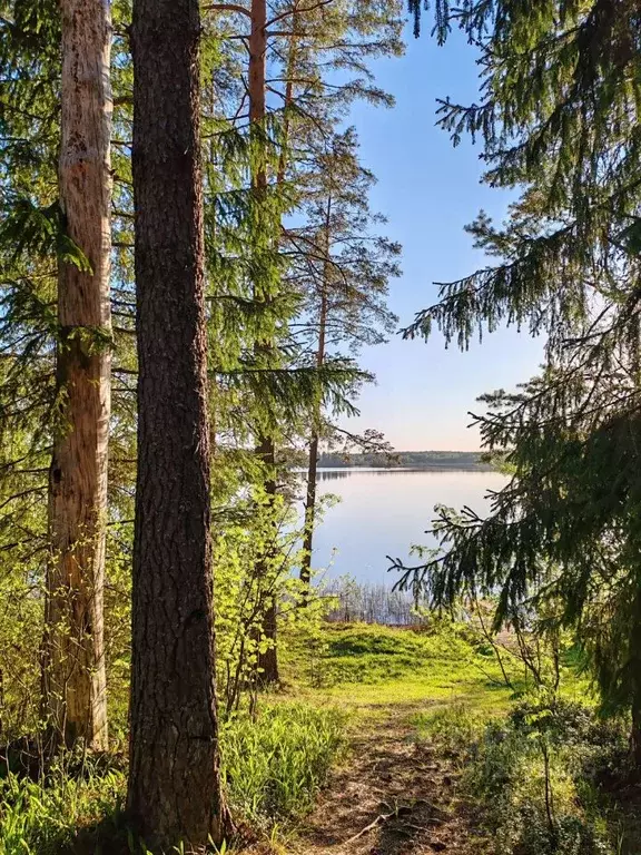 Участок в Новгородская область, Валдайский район, Короцкое с/пос, д. ... - Фото 0